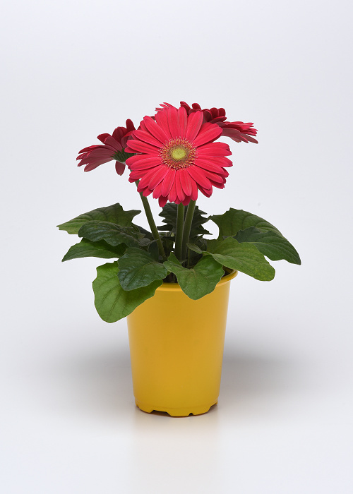 Gerbera jamesonii Colorbloom Deep Rose Light Eye 1000 semien